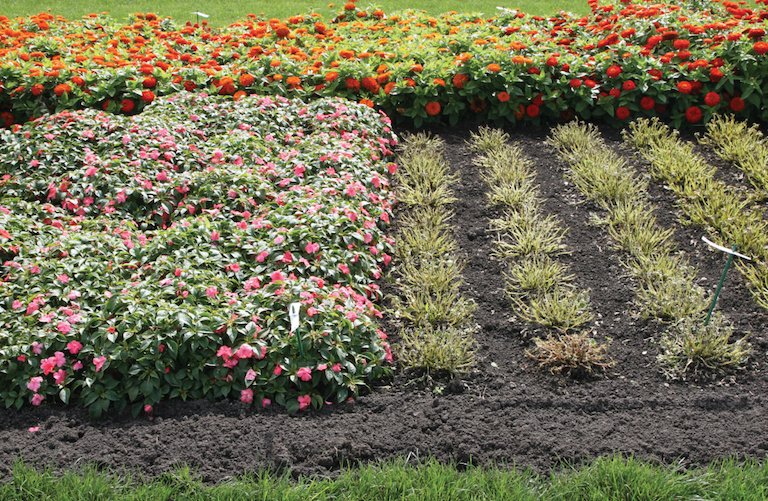 GroupCMedia's tweet photo. Impatient for Impatiens? Your Time Has Come.: By Christine Menapace After eight long years, landscapers will soon be able to answer “yes” to clients who want to bring back Impatiens to their ... The post Impatient for Impatiens? Your… https://t.co/BAZTl47rJp @TurfMagazine #Turf https://t.co/hnXBujUn9X