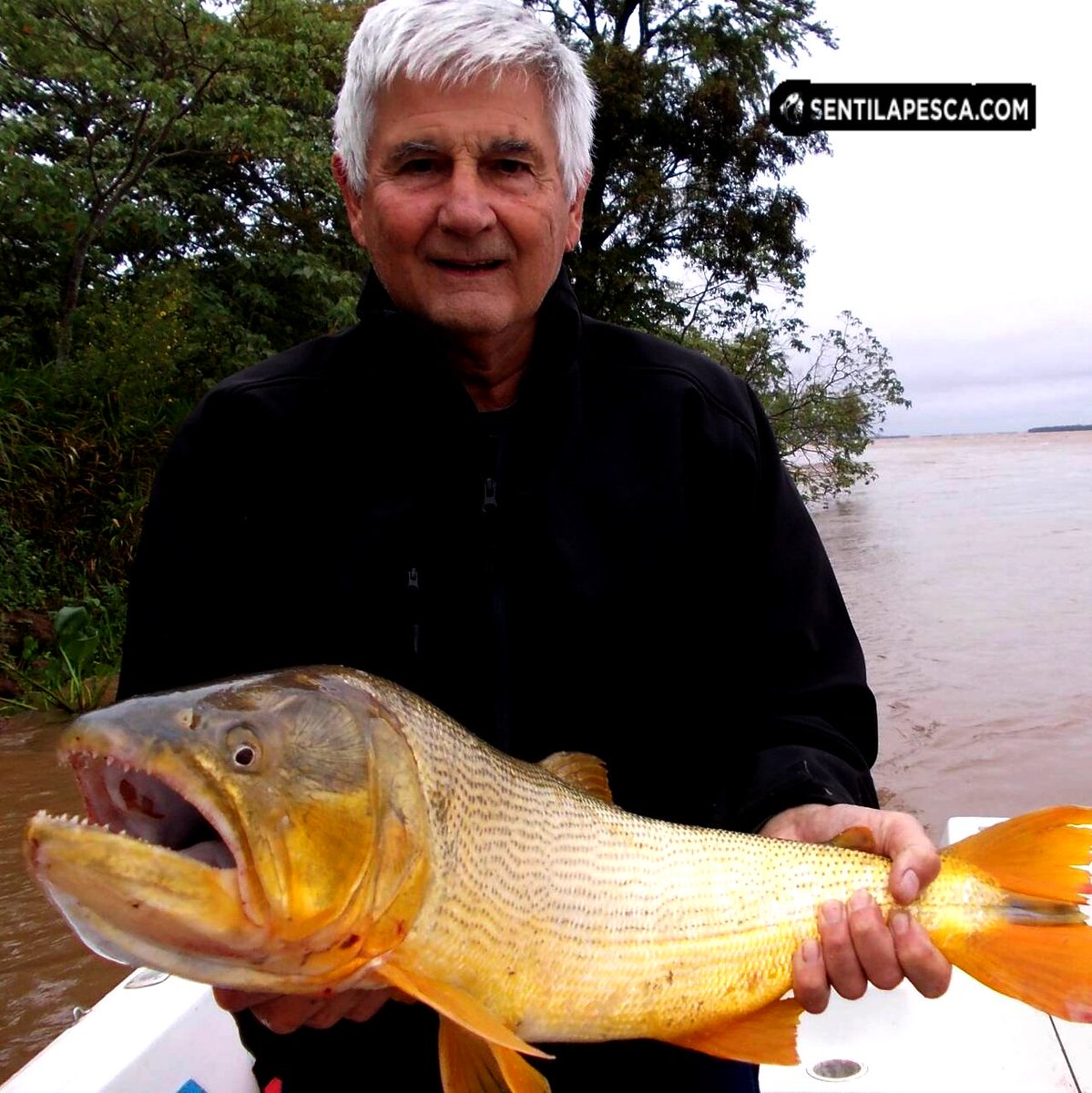 Sentilapesca's tweet photo. #LaPaz | Excelente cantidad de capturas, #dorados de muy buen porte y muchos #surubíes, lo mismo la variada que se mantiene firme. El #findesemana mermó un poco la cantidad de #dorados By #VictorFlores
.
#pescadeportiva #entrerios #sentilapesca #embarcados #bait #concarnada https://t.co/nkjCzaJocY