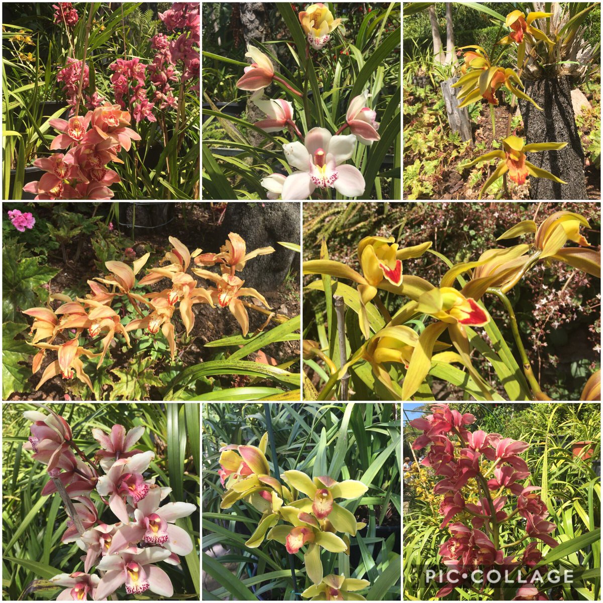 kapukamum's tweet photo. Apparently itβs the end of the season at Monte Palace Tropical Garden... #orchidoverload @PetrovichBilly @riders1friend2 @BrigitteCamill4 @rangeljuanc @GusMahesa2 @PattyGakis @kgimson @rockerblonde @barkingspaniel @Abhijit32636081 @SebLam2 #SharingMadeira https://t.co/sS97mBd5Fq
