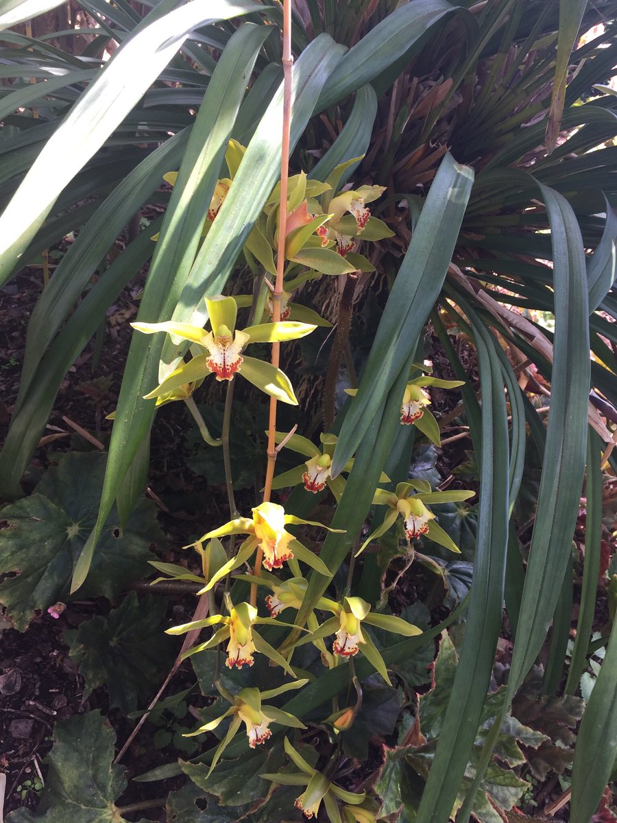 kapukamum's tweet photo. Apparently itβs the end of the season at Monte Palace Tropical Garden... #orchidoverload @PetrovichBilly @riders1friend2 @BrigitteCamill4 @rangeljuanc @GusMahesa2 @PattyGakis @kgimson @rockerblonde @barkingspaniel @Abhijit32636081 @SebLam2 #SharingMadeira https://t.co/sS97mBd5Fq