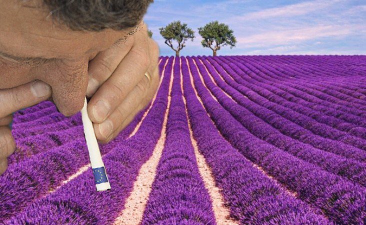Flantasma1's tweet photo. -¿Sabías que el aroma de la lavanda reduce el estrés, la ansiedad, la soledad y la depresión?
-.. https://t.co/3LIiJUUwRI