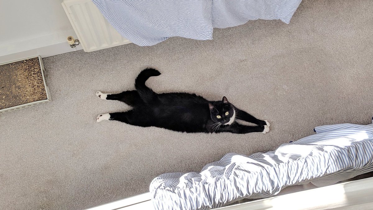 CuriousZelda's tweet photo. I did a jump 
I heard a splat
I feel alright 
But now I'm flat https://t.co/syvQ59opem