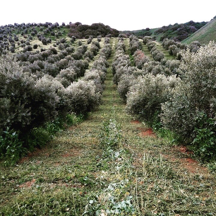 OLIDYA_Organic's tweet photo. Çevremiz ve Dünyamızı sonraki nesiller için yaşanabilir ve sevilebilir tutabilmek için tek yol Organik Tarımdır.
https://t.co/afXFkDOqgu
#olidya #zeytinyağı #organik #organiktarım #sağlık #lezzet #gurme #sağlıklıyaşam #oliveoil #doğal #pestisitsiz #organiksertifikalı https://t.co/6mJfdwPjZu