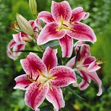 Christa Specht's stunning "Flowers for Huntington's" show is a hit! If you haven't seen it yet, you must stop in. For a sneak peek, check out gallerynineteennineteen.com. #fineart #flowers #buylocal