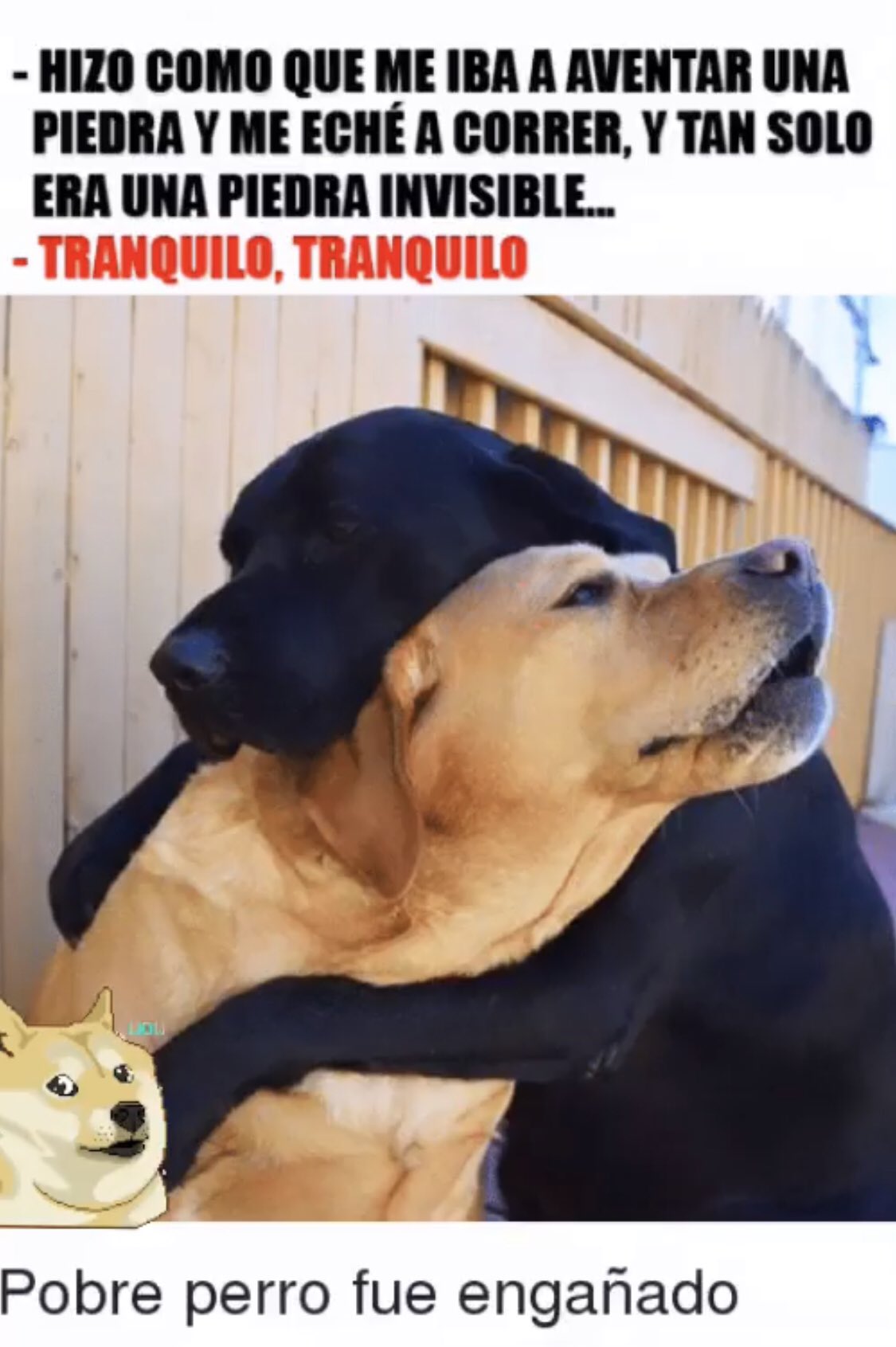 Pobre Perrito Memes