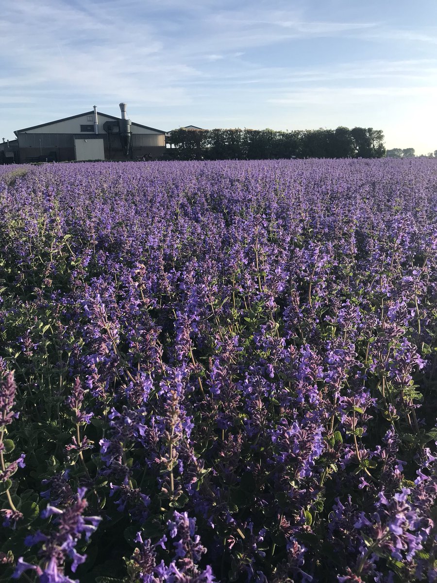 Iperen_JP's tweet photo. Mooi ff bij perceeltje #bloemzaad kijken. #natuurlijkevrienden zijn hard aan t werk voor de vermeerdering voor #oogst19 #landschapspracht https://t.co/tArUd8PRhr