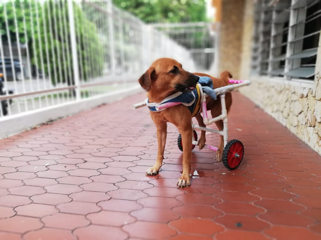 comunipaz's tweet photo. #Ayudauncanino
Esta es Lulú, quien fue víctima de una imprudencia de tránsito, lo que causo que perdiera la sensibilidad de sus dos patas traseras. Es aquí donde aparece Fabián Carrasquilla, creador de la CILLA DE RUEDAS CANINA.
PUBLICADO POR JHORDY LUNA
https://t.co/NRKCKahxgG https://t.co/7bdRZRiZbe