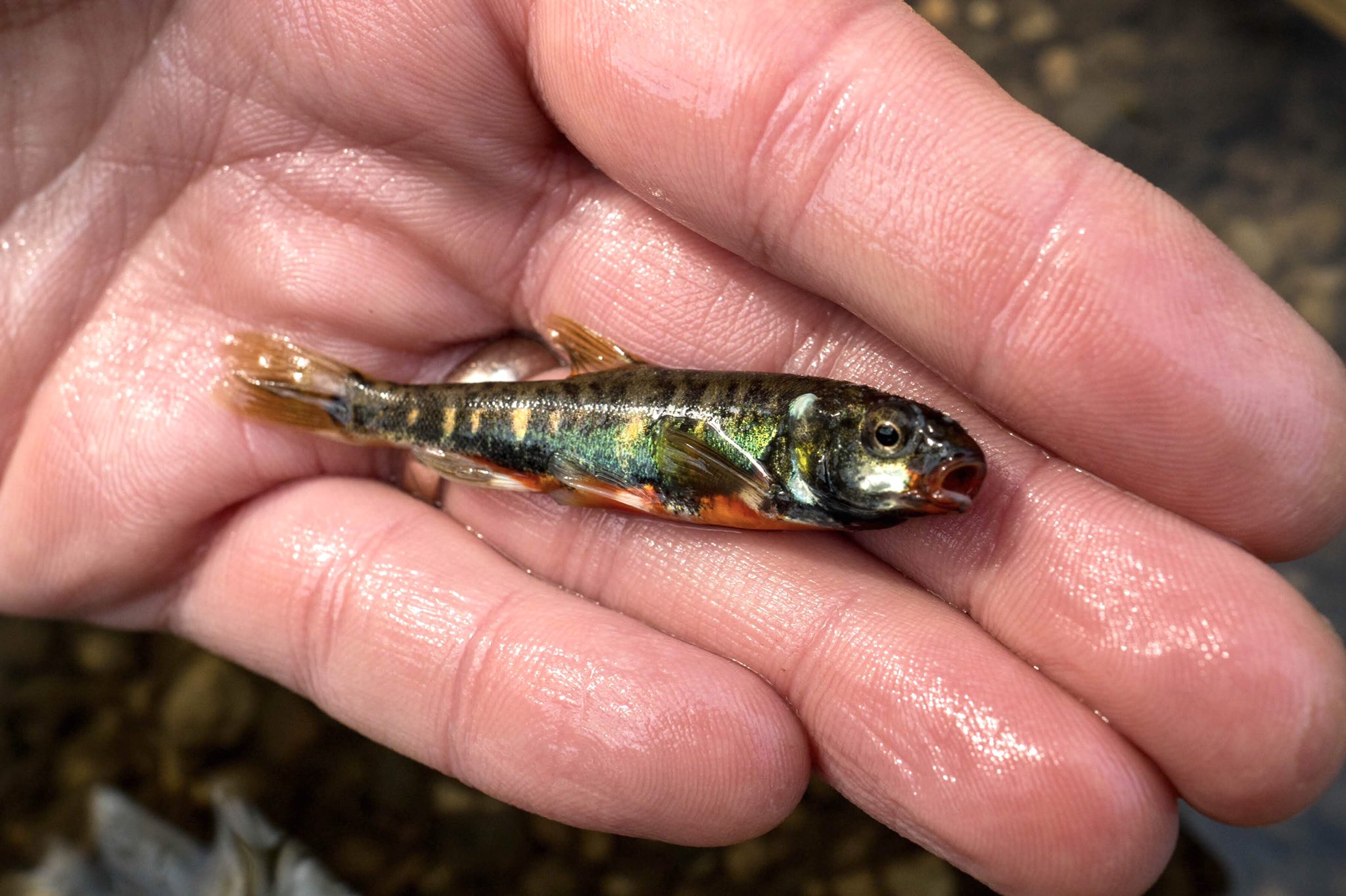 Adam Rawson on X: Couldn't resist scooping one of these little beauties  out of the shallows. Can't be many better looking fish in the UK than a  male minnow in full breeding