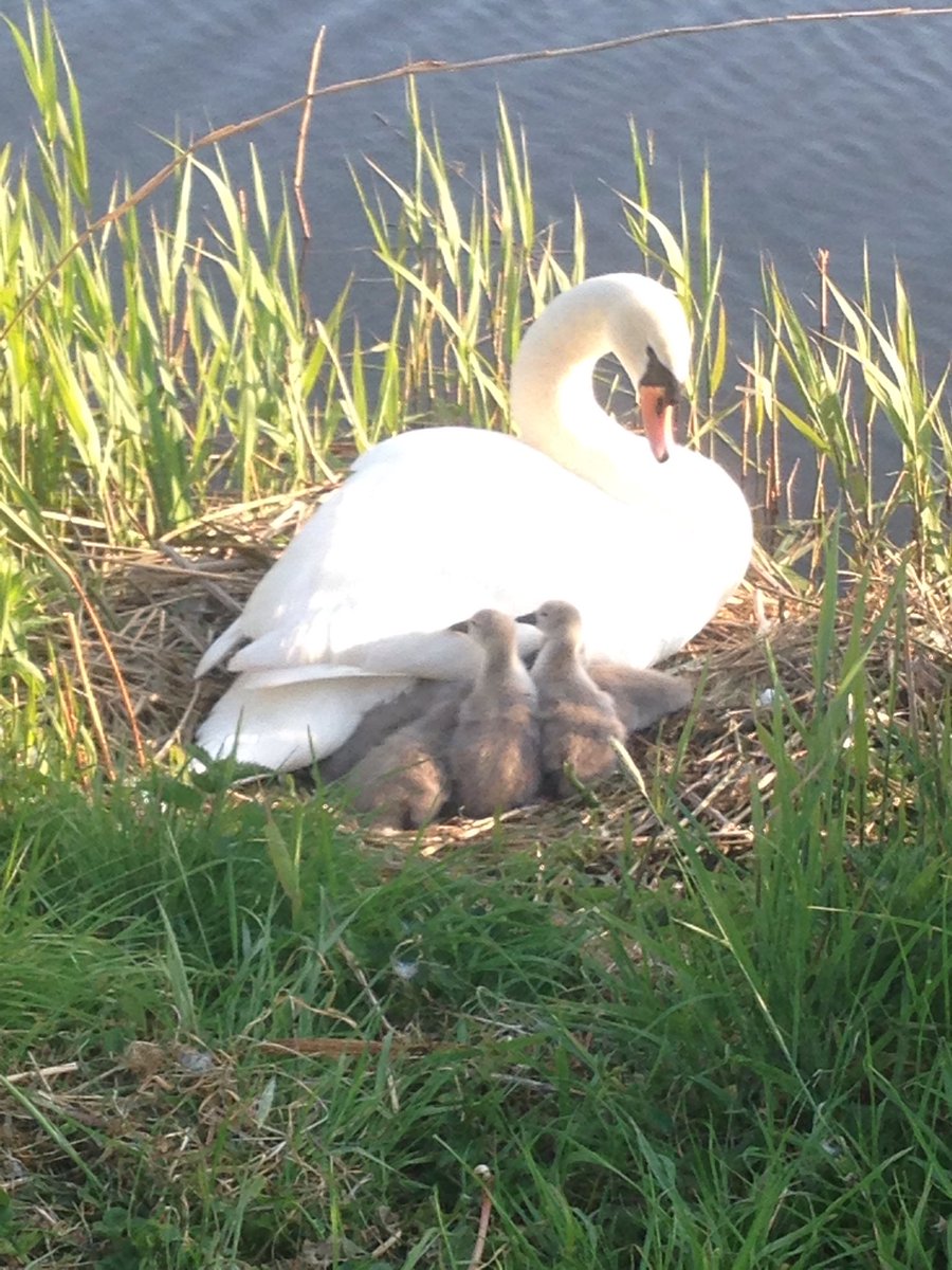 The babies have arrived! #swans #bicyclediaries