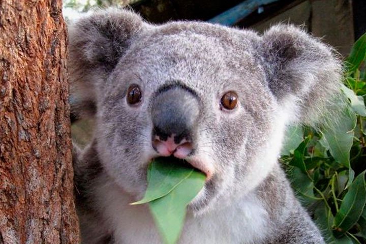 889Noticias's tweet photo. La ONG, Australian Koala Foundation, advirtió que los koalas está “funcionalmente extintos”, pues se estima que hay menos de 80 mil en Australia. PM 

https://t.co/Gvc8t8NyrK https://t.co/f5Px9KLcac