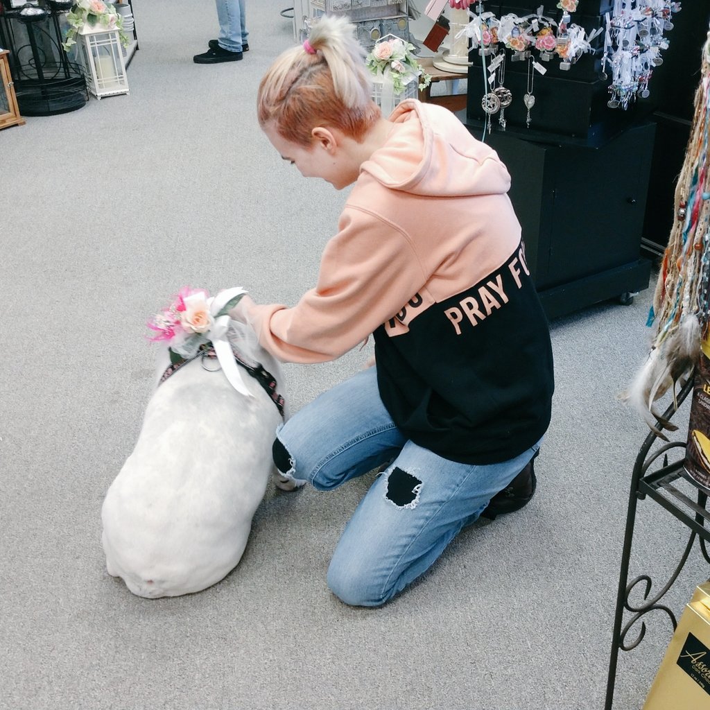 GillespiesPearl's tweet photo. OMD, please don't leave the store EVER! You're my favorite customer and you give the best lovins! #workingbulldog #englishbulldog #dogsoftwitter #dog #IthinkIloveyou #love https://t.co/b250Kh0WCf