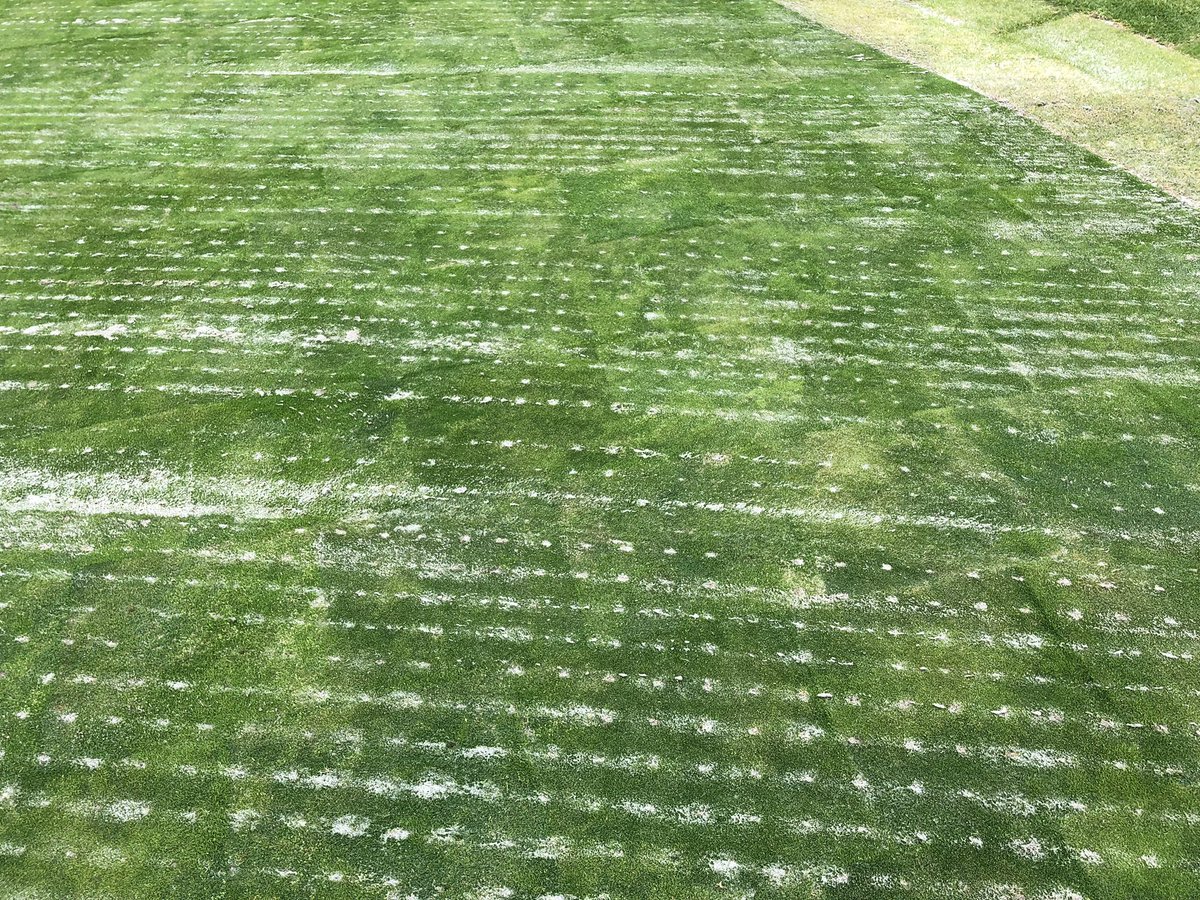 DryJect Southwest (@dryjectsw) on Twitter photo Showing off <a href="/DryJect/">DryJect Inc</a> 3x3” on both new and old greens today for La Jolla CC. The sand injection works wonders for expediting sod root establishment! Showing off <a href="/DryJect/">DryJect Inc</a> 3x3” on both new and old greens today for La Jolla CC. The sand injection works wonders for expediting sod root establishment!