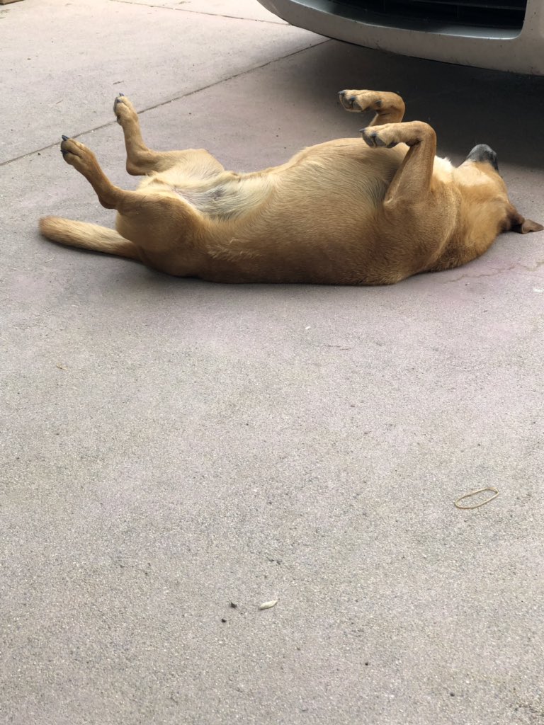 JustCourt22's tweet photo. Clyde is over Monday. That’s exactly how I feel. #DogsofTwittter #OverMonday #RanchDog https://t.co/wo6SlJz1gS