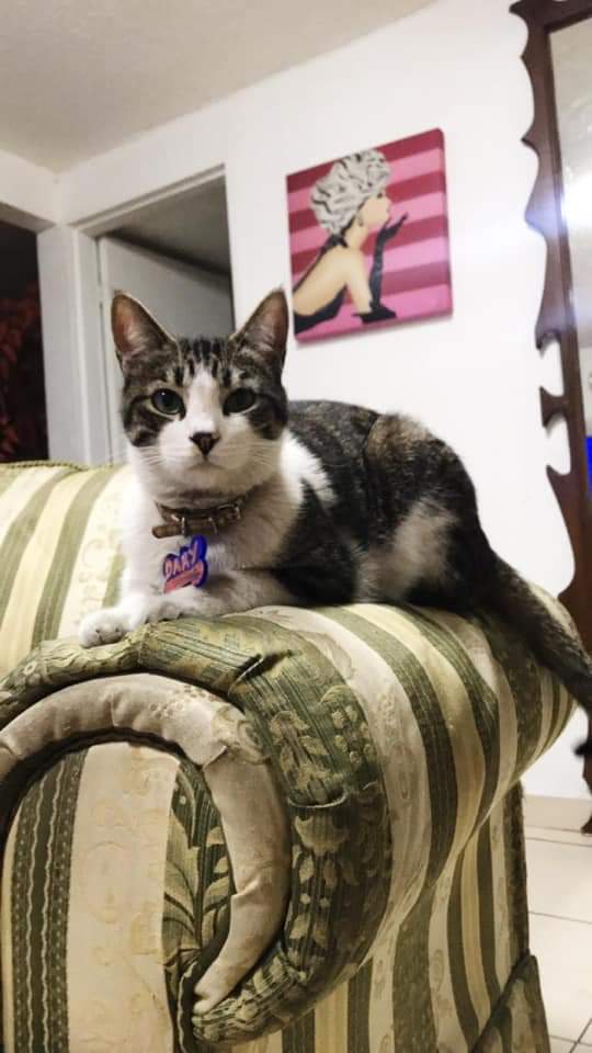 Apoyo_Croqueton's tweet photo. #SeBusca en Cuautitlan Izcalli, El viernes se salio #Darinel
Siempre regresa a casa a comer y por mimitos, esta esterilizado le gusta salir diario, es muy curioso si alguien lo ha visto por favor aviseme gracias
https://t.co/IBFQQGGz5A @l_orii
@LordGatus @Sanx08642 @GatitosCdmx https://t.co/lJU611rxD9
