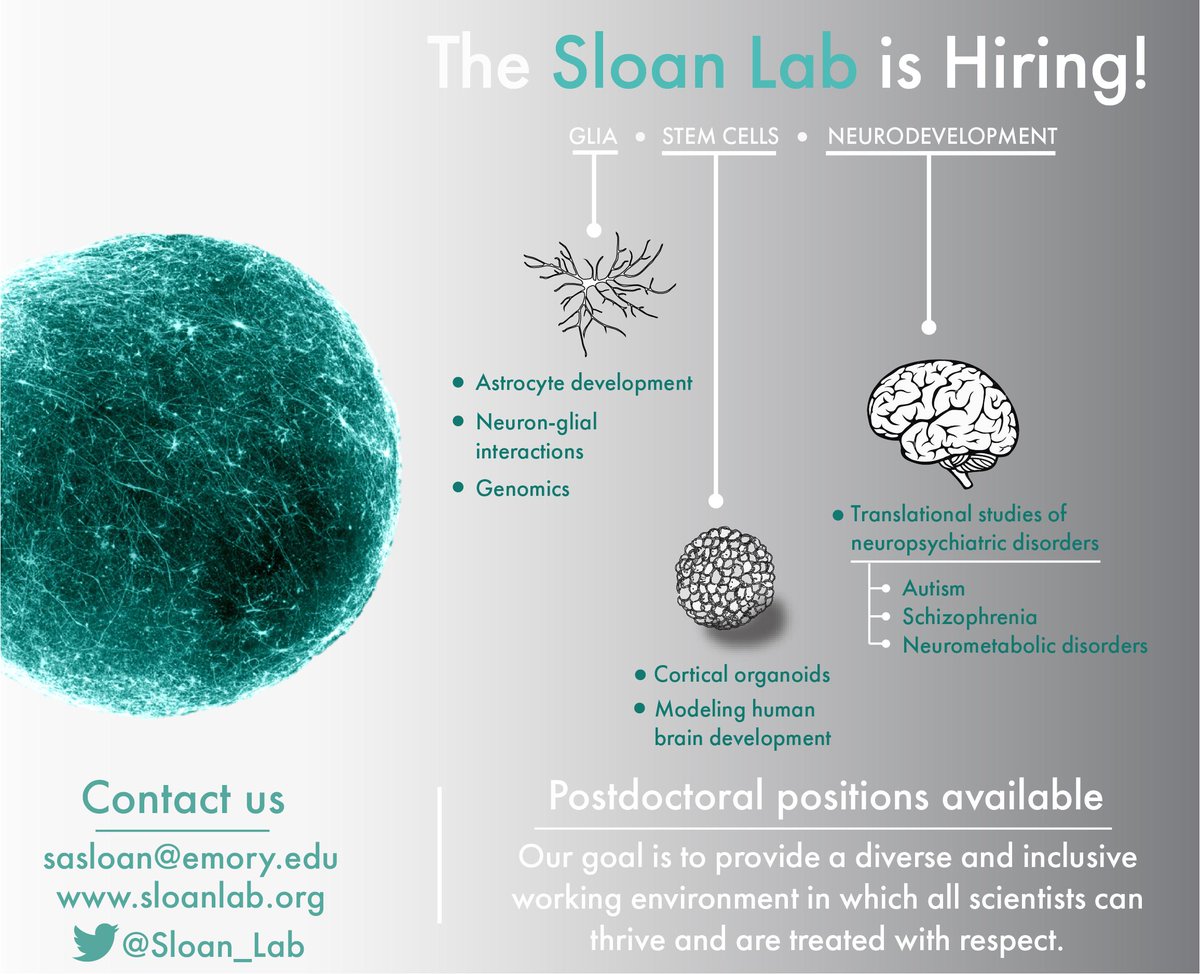 Sloan_Lab's tweet image. We are looking to hire a postdoc! Opportunities to use innovative techniques to address fundamental questions about neuron-glial interactions in the developing brain. Candidates from broad scientific backgrounds encouraged to join our team! Please RT 😀 sloanlab.org