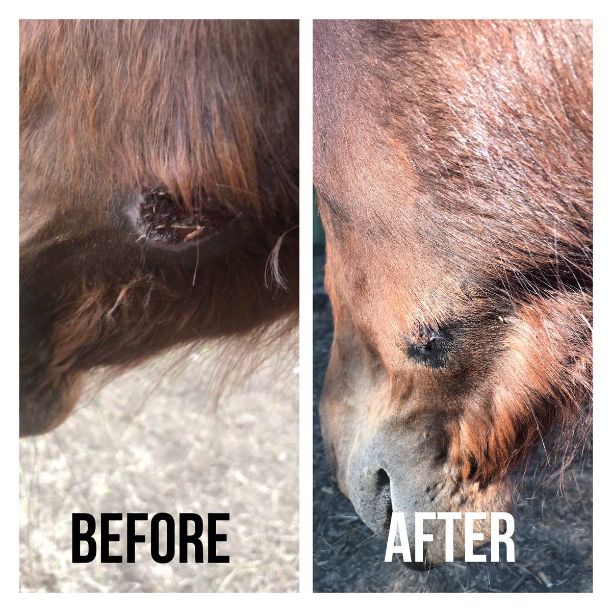 sfsequinerescue's tweet photo. We are 10 days post op on our beautiful #Maggie! She feels so much better and we are so happy she finally has relief from neglect. Our veterinary expenses have been extremely high. Please consider a tax deductible #donation of any amount https://t.co/nvlLp0Xd0e https://t.co/JQddBROj6l