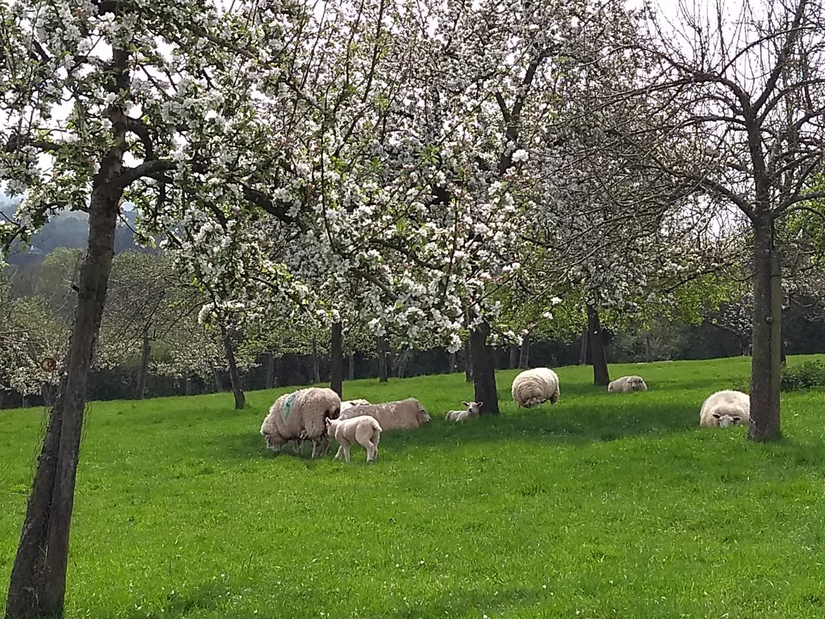 Blooming beautiful! Sheep have grazed under the Apple trees in our Cider Orchard for over a hundred years!