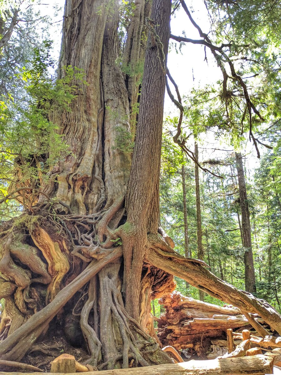 fileta's tweet image. I saw a 1,000 year old tree last week, and could not help but thank God for creating this marvelous and resilient world. It would be an act of evangelism to future generations to ensure they encounter ancient trees. Yes, plant churches, but plant some trees too.