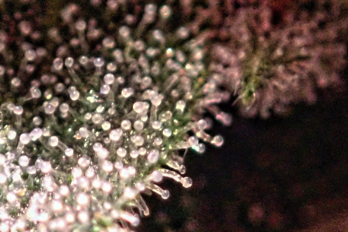 greenfusionled's tweet photo. 🌿🌲🔬🌈👽     

#weedstagram420 #reefer #marijuana #frosty #smokeweedeveryday #smokeweed #pokesmot #cannabisculture #cannabissociety #cannabisphotography #growwarehouse #marijuanamovement 
#fourtwenty #highsociety420 #oregonbud #oregonweed https://t.co/THmz3C0Mda
