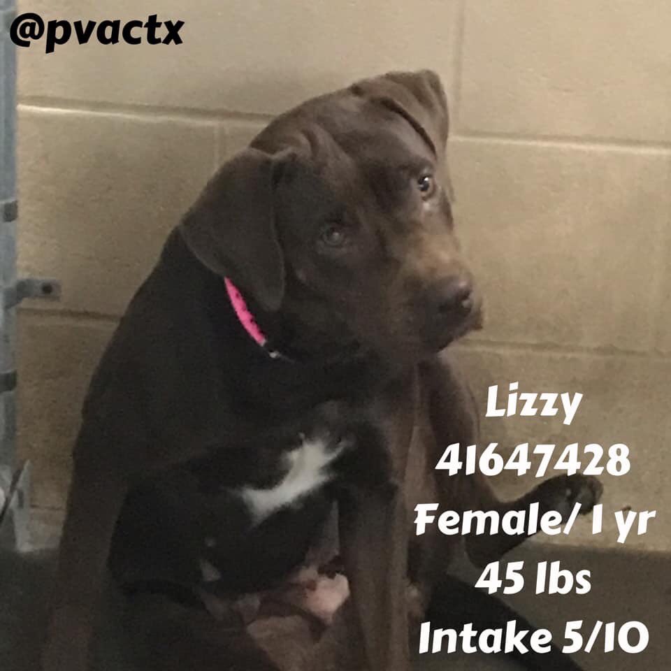MoishesMom's tweet photo. π¨πππ»Seriouslyβgorgeous Lizzy will be π by #Palm #Valley #Edinburgh #SouthTexas How disgusting is this place? Theyβll kill this perfect pup; mommas & babies. The Sick. The Injured. The Old. The Betrayed. #retweet #foster #rescue π¨πππ»@bvanhool #2pledge Save #Lizzy #Tx ππ€π»ππ»ππ» https://t.co/Kn25MxsT2t