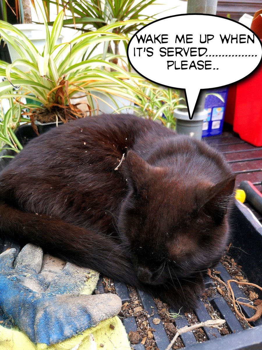 daisydogdiary's tweet photo. Our cat Miggy is so bossy!! Oh well her dinnertime is us doggos dinnertime so carry on Miggy....
#bossycat #bosscat #blackcat #catdinner #rescuecats #queencat #catqueen #catprincess #princesscat https://t.co/VTagY0NRkA