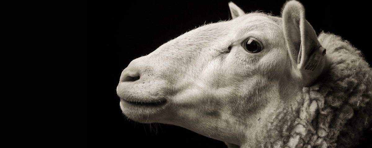 Lori Marino, a neuroscientist and an expert in animal behaviour and intelligence, writes, “Face it: a farmed animal is someone, not something.”  
aeon.co/essays/face-it…