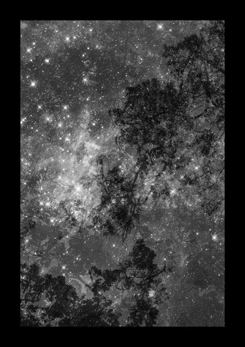 Study for my new series: 'The Murmur of a Thousand Suns: 
studio-4a.com
#nature
#trees
#stars
#hubble
#murmurof1000suns
#transcendence
#gelatinsilverprint 
#darkroom
#contemporaryart
#blackandwhitephotography