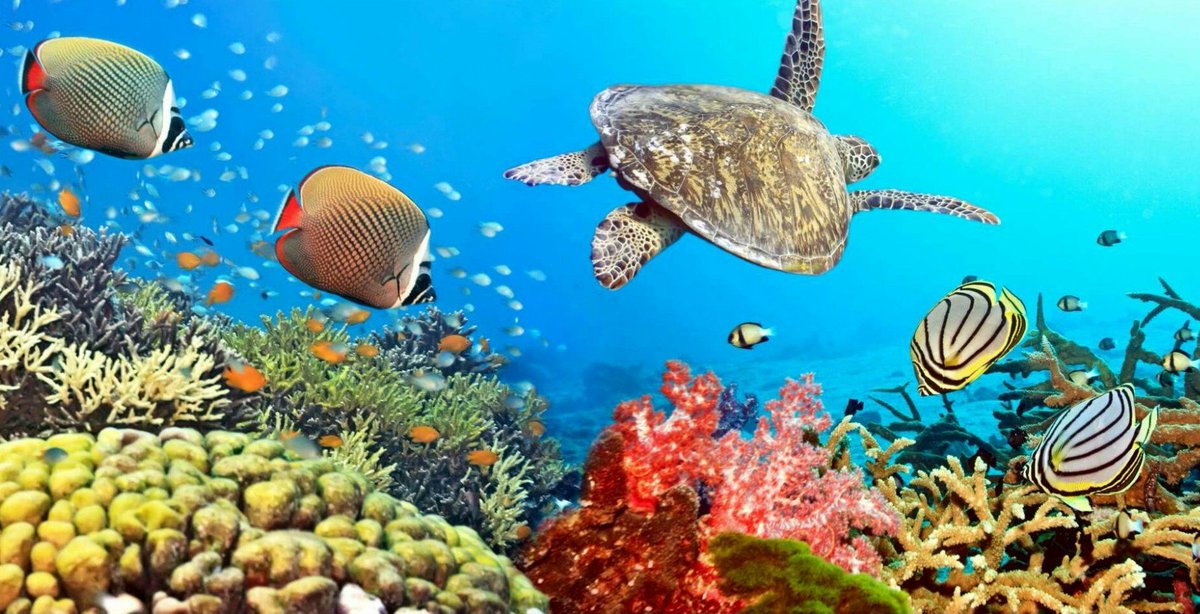 6Mysterium's tweet photo. Fascinating underwater life 🐳🐢😊 https://t.co/l0RCNOE1cR