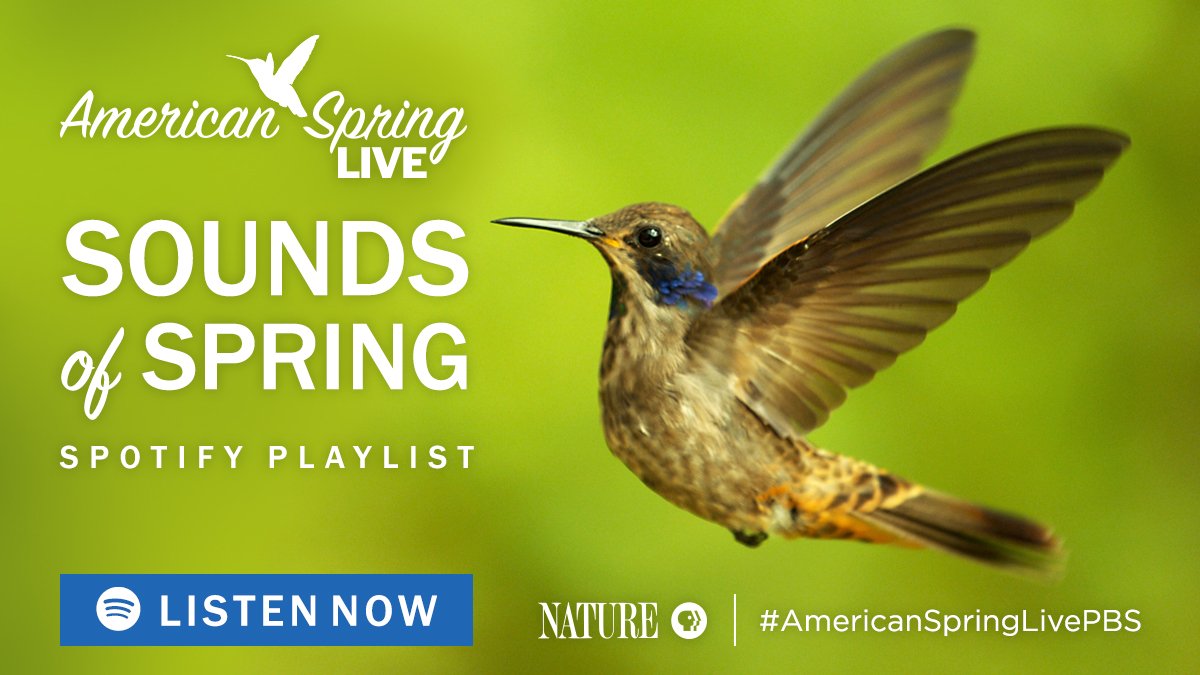 TheWNETGroup's tweet photo. Let the sounds of spring lure you from your desk to the fresh outdoors. #AmericanSpringLivePBS https://t.co/CTQ2xCzg3i https://t.co/t0QqVx2fsl