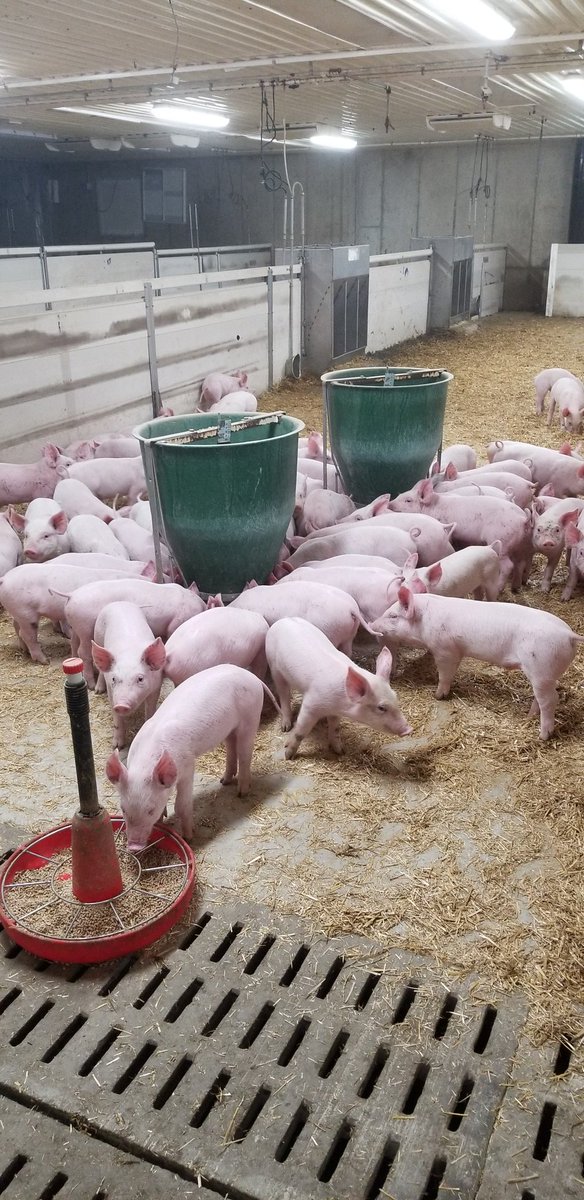 JimLou001's tweet photo. @longbushpork here they are 4days off of mom #organicpig 8.8kg doing great #mitchellvet #topigs #masterfeeds 8.8kg on entry gilt litters 👍👍 https://t.co/biuoH4jvGx