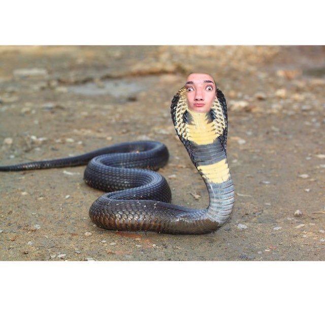 SpicyBeauTea's tweet photo. Hi ssssisssterssss! 🐍 #jamesCharles #TatiWestbrook #TatiVsJames #MessyMonday #Snake https://t.co/P7udWWguBw