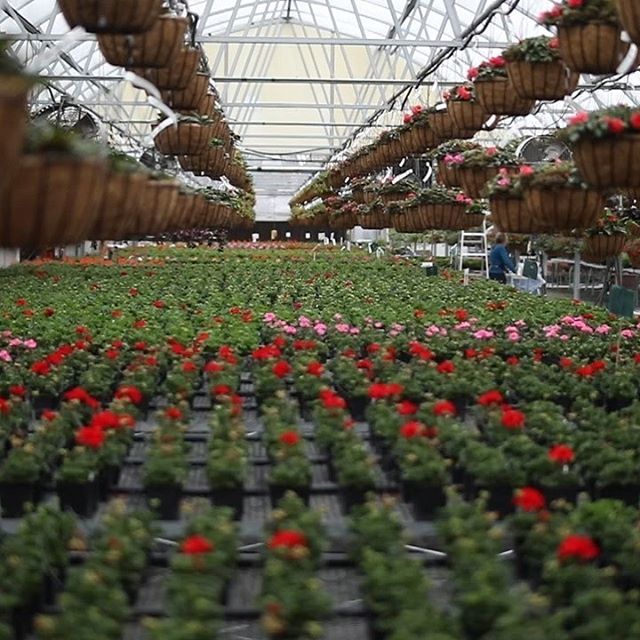 Gainans's tweet photo. View from inside our #greenhouse #growpros https://t.co/cotfHRksVc https://t.co/nCP9WZH7sn