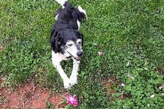 runawaypets's tweet photo. Help us find this dogs owner
Get the app https://t.co/0nn1yxPETE
⚠️ #FurAlert
#dog #dogs #lostdog #lostdogs #dogsworld #lostpet #lostpets #lostpetalert #petsofinstagram #lostpetsofinstagram #helpinglostpets #runawaypets #amherst #amherstva #mixed #mixedlab #mixeddog https://t.co/5pYN4pTcz0