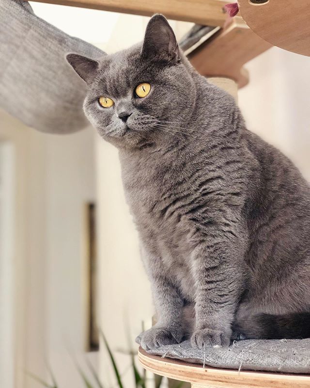 From this position 👁👁 I survey everything 😹
.
.
.
#bigbrotheriswatchingyou #beautiful #catsagram #catpicoftheday #bsh #catmyboss #chartreuxcat