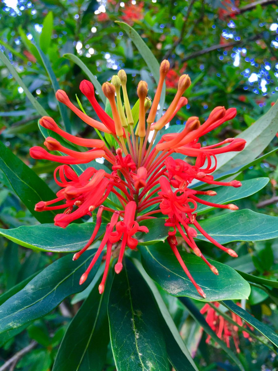 PlantGrafter's tweet photo. Embothrium coccineum a stunning member of the Proteaceae family from Chile #embothrium #proteaceae #redflowers #chile #chilenature https://t.co/CYAfNbO4f8