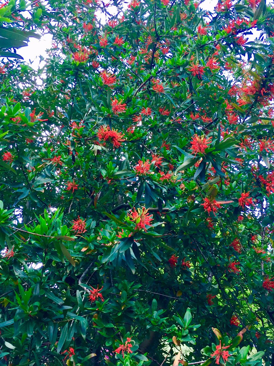 PlantGrafter's tweet photo. Embothrium coccineum a stunning member of the Proteaceae family from Chile #embothrium #proteaceae #redflowers #chile #chilenature https://t.co/CYAfNbO4f8