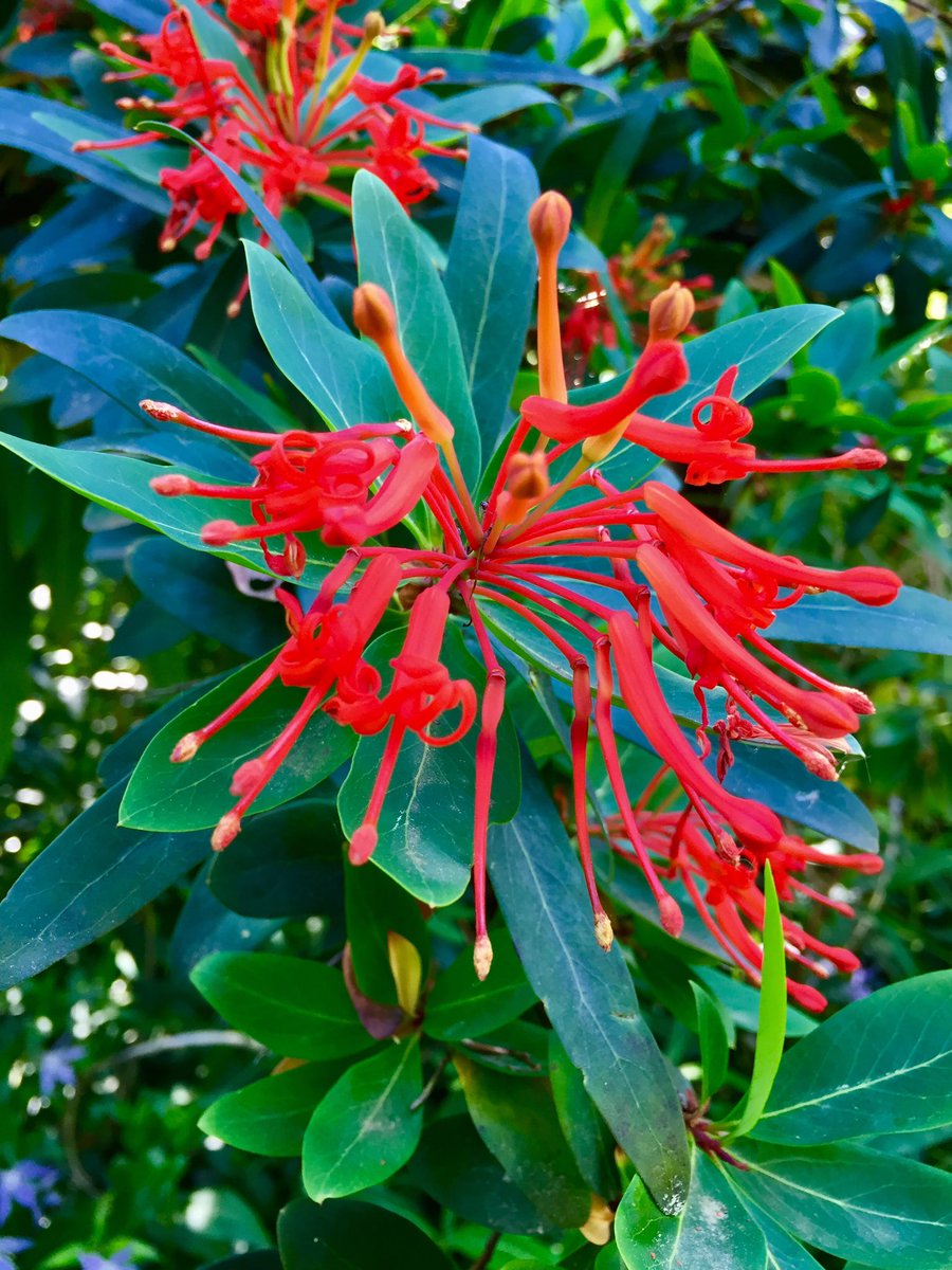 PlantGrafter's tweet photo. Embothrium coccineum a stunning member of the Proteaceae family from Chile #embothrium #proteaceae #redflowers #chile #chilenature https://t.co/CYAfNbO4f8