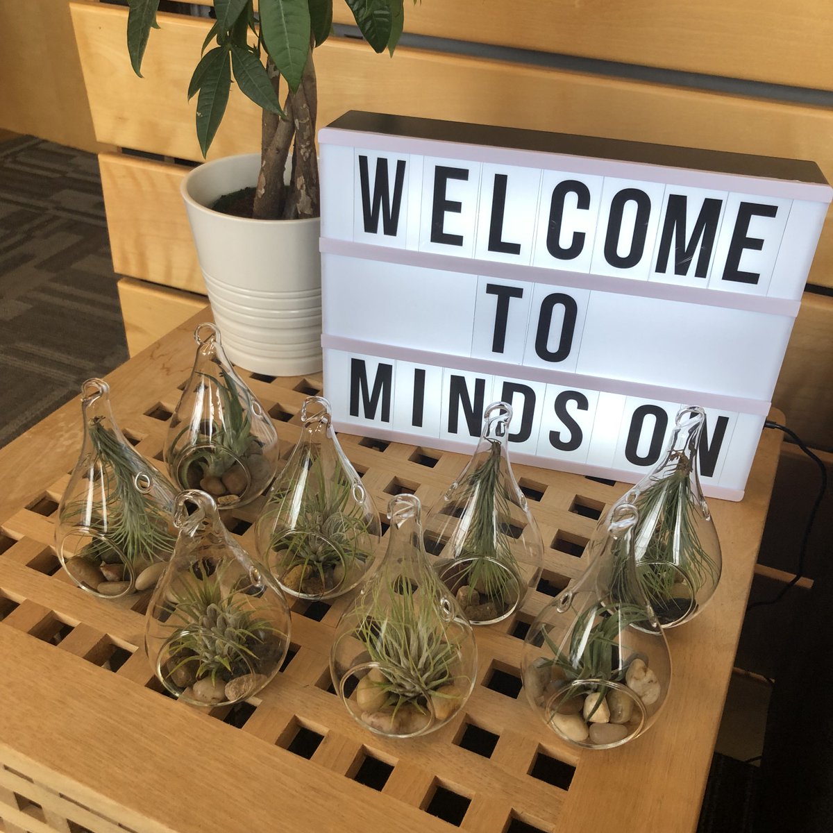 Check out these air plants that Kurt and Robin, the Chicago Minds On Dev team, got for the office. Something to brighten up the workspace for our monthly Random Acts of Kindness! #mindson