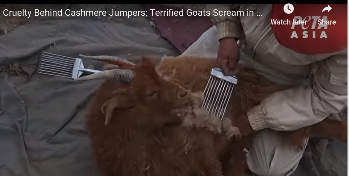 ginachron's tweet photo. Please send a message asking Madewell to #BanCashmere. https://t.co/wKQLsqfcX9 https://t.co/2fwQEsjhAn