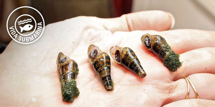 YacyretaAr's tweet photo. Renovamos con la @un_misiones​ el Convenio de Cooperación que permite la conservación del  🐌 Aylacostoma, un género de caracoles de aguas dulces. 
Incluye la reproducción en cautiverio de los ejemplares originalmente colectados y la reintroducción de la especie aguas abajo. https://t.co/WXvwWOlNTf