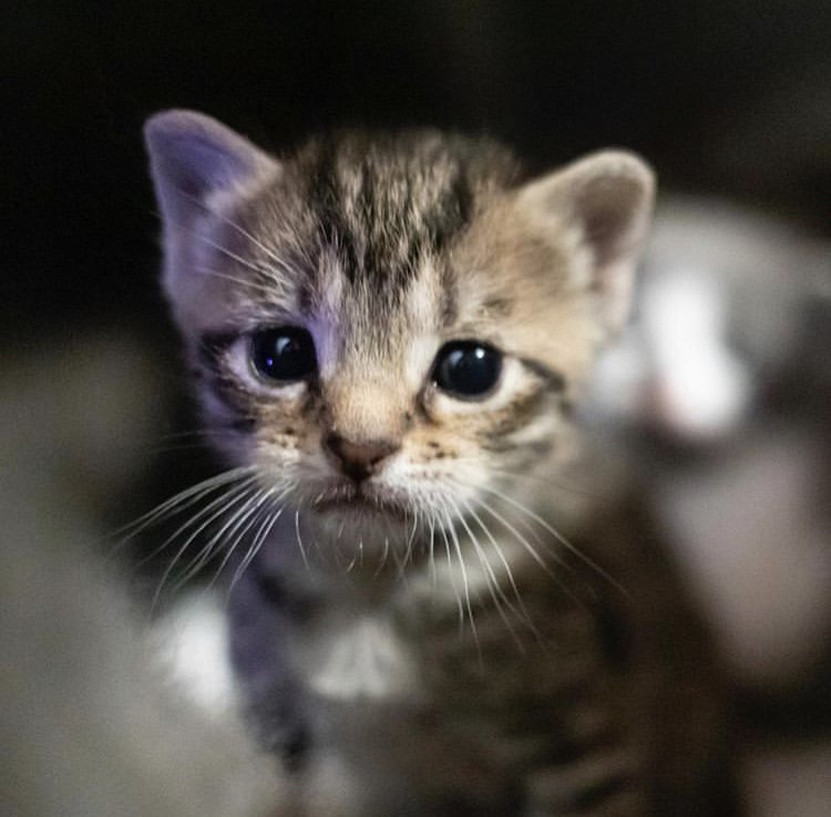 Still spending most of their time with mama Macadamia - these little nuts are growing up fast. 🐱