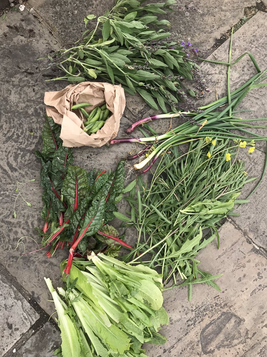 bloominwhit's tweet photo. What fantastic #localproduce grown @ #whitstable #library beds.
We took this lovely harvest to @umbrella_cafe to use for the #community ! All in all a #SaturdayMorning well spent.. thanks to my little helper Milla who was wonderfully helpful! See you all next month #June 8th https://t.co/lwMcq4Td4t