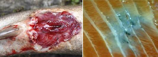 SalmonScotland's tweet photo. How is it that images of salmon eaten alive by sea lice don’t trigger a national public outcry to rid our seas of toxic farmed salmon?

-Because the industry has captured government to protect and defend itself at ALL costs! https://t.co/8wONTRGVkS