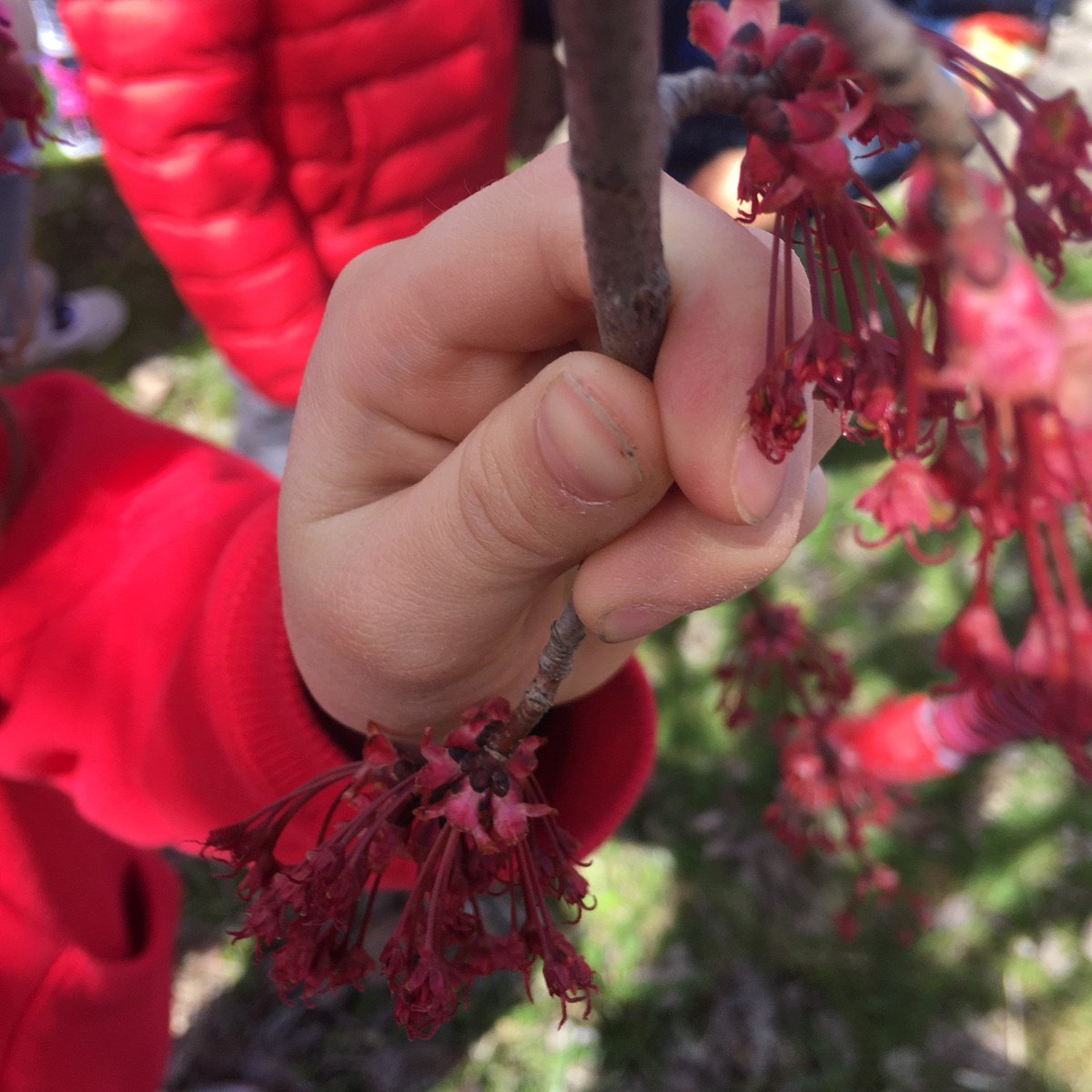 MadameLos's tweet photo. The kindergarten students @hgbernardps really enjoyed their nature walk. We talked about the sights, smells &amp; sounds of spring. #50forwardYRDSB #YRDSBoutside @InspireOutside #4Wallsto4Seasons https://t.co/miPSNprRn0
