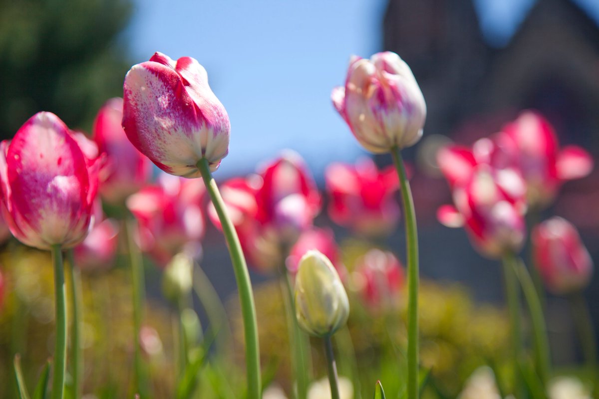 NCC_CCN's tweet photo. Nothing like a million tulips in bloom! π·π·π·
#cdntulipfest #ottawainbloom https://t.co/AnLBePVKvF