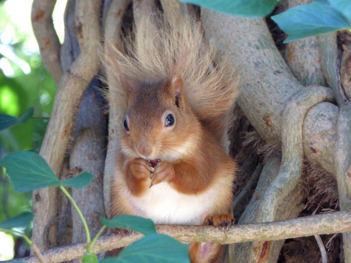 Iw Red Squirrel Shop Bushysquirrel Twitter