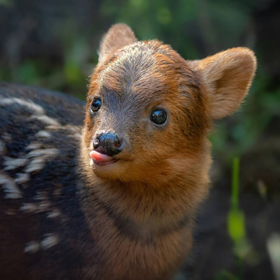 Ministerio del Medio Ambiente on X: "En Chile existen tres tipos de  ciervos: taruca, huemul y pudú. Los pueden ver entre la región de #Tarapacá  a #Magallanes. Si ven a uno de