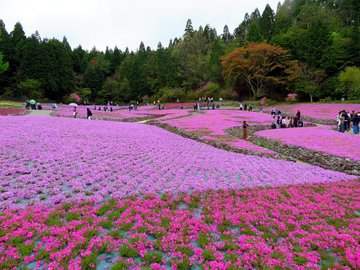 22年 関西でおすすめの芝桜の名所4選 見頃や開花情報 アクセスなどを紹介 ニシタビ