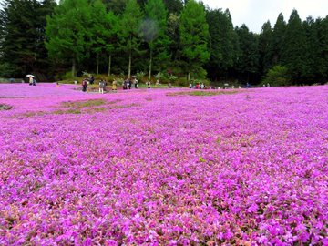 22年 関西でおすすめの芝桜の名所4選 見頃や開花情報 アクセスなどを紹介 ニシタビ
