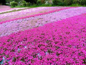 22年 関西でおすすめの芝桜の名所4選 見頃や開花情報 アクセスなどを紹介 ニシタビ